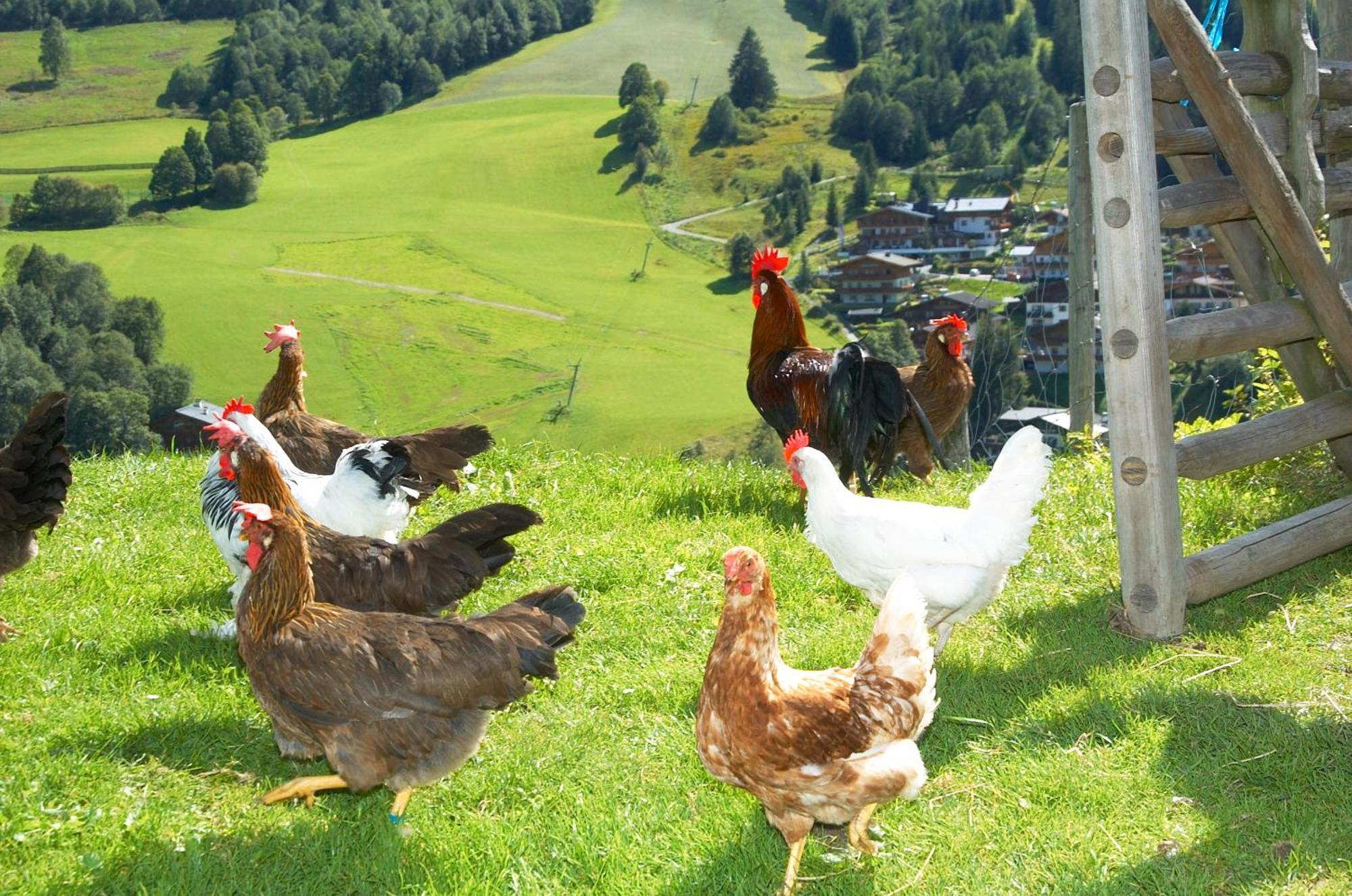 Feriengut Hasenau Aparthotel Saalbach-Hinterglemm Exterior photo